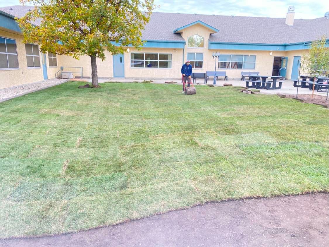 A crew member rolling freshly laid sod across a newly installed commercial lawn
